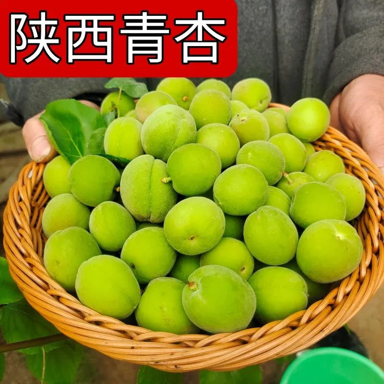 陕西青杏头茬新货新鲜水果酸脆杏子1斤/2斤3斤包邮