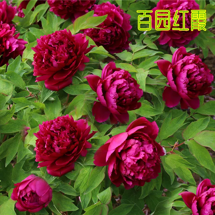 菏泽正宗牡丹花耐寒抗旱观赏重瓣 盆栽地栽花卉绿植