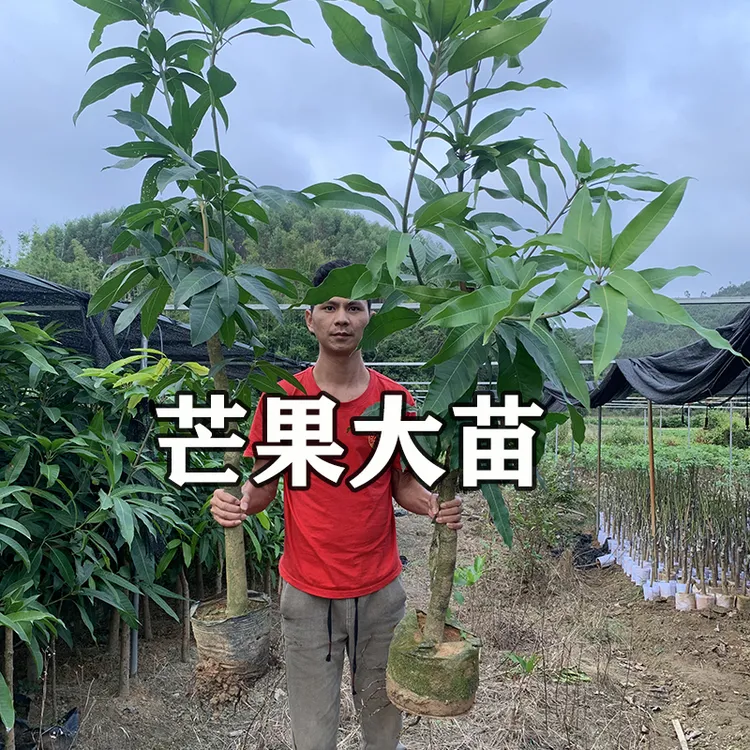 芒果苗大树苗带土发货嫁接果树苗庭院绿化树地栽当年结果四季种植