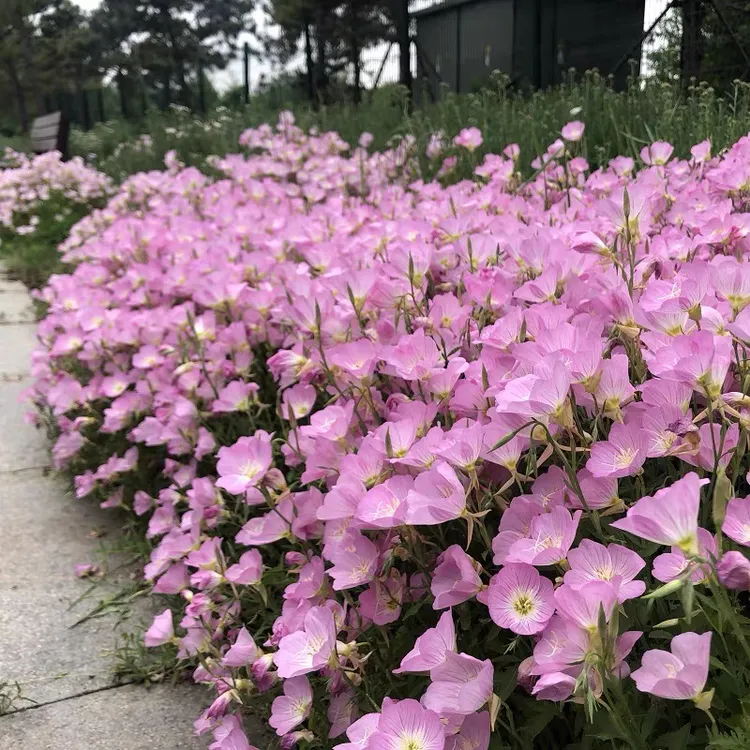 美丽月见草花种子阳台庭院四季花卉夏季耐热种子矮杆耐寒室外四季