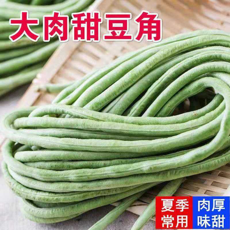 特长白豇豆种籽早熟长豆角绿条豇豆种子春秋季夏季四季播蔬菜种孑