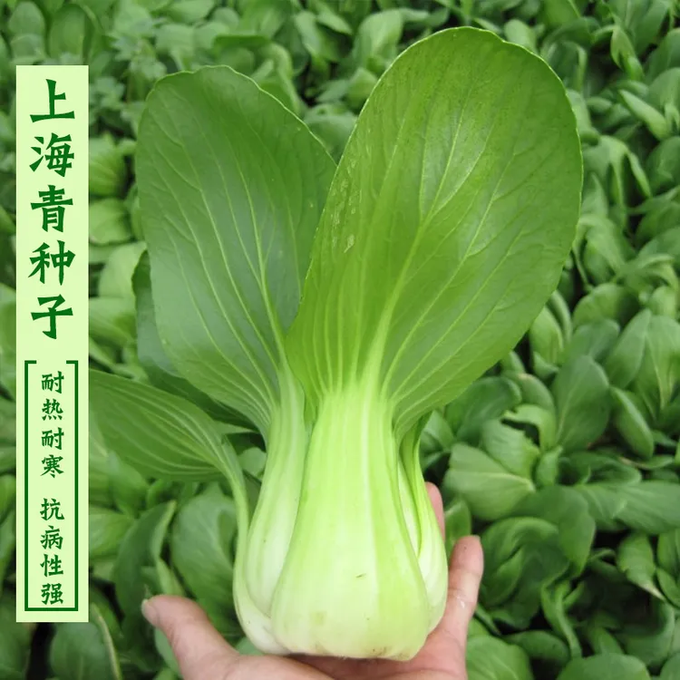 正宗上海青小青菜四季油菜种子籽种蔬菜种籽孑南方菜籽苏州青包邮