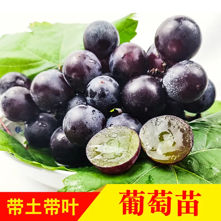 葡萄树苗无籽无核夏黑巨峰红提子果树苗盆栽地栽南北爬藤庭院种植