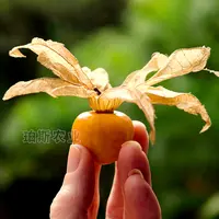 黄姑娘果苗四季灯笼粒黄姑娘果种子蔬菜种蔬菜苗