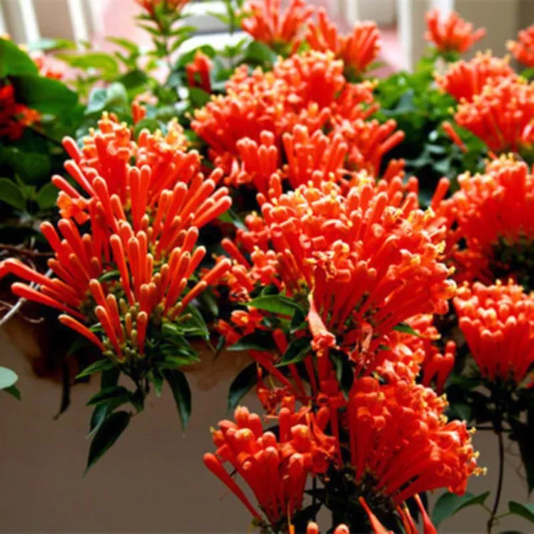 帅轩鞭炮花苗炮仗花攀援花卉红爆竹苗花炮仗花树苗可盆栽庭院种植