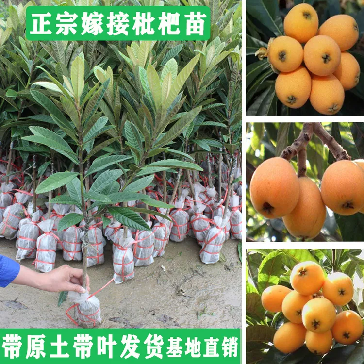 正宗大五星枇杷苗带土带叶发货嫁接苗南方北方种植庭院盆栽果树苗