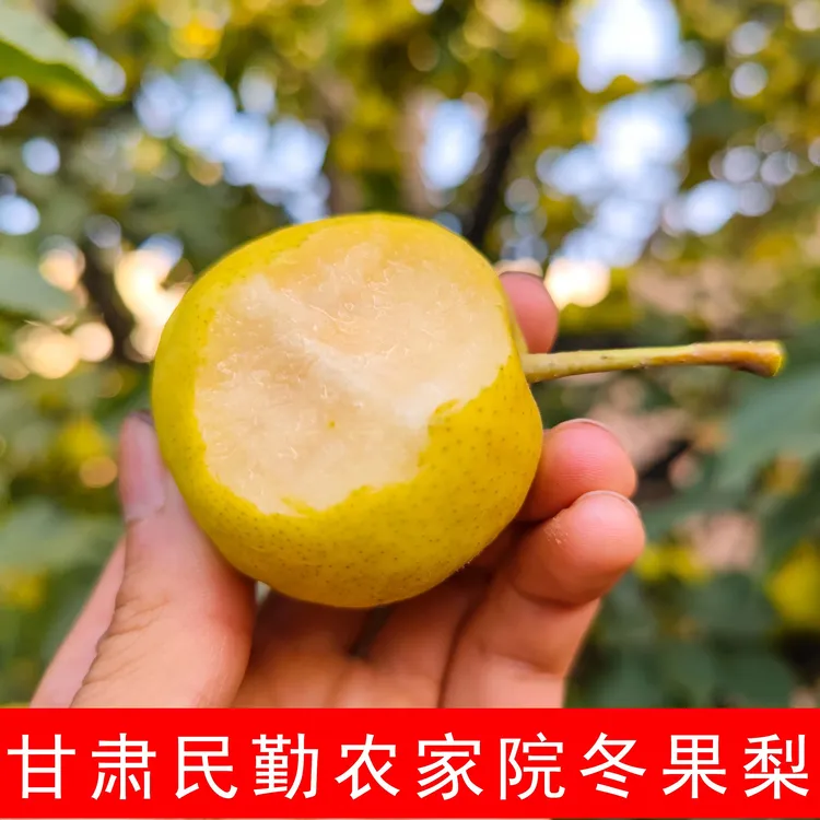 正宗新鲜民勤老冬果 苹果多汁现摘现发包邮到家（果偏小）