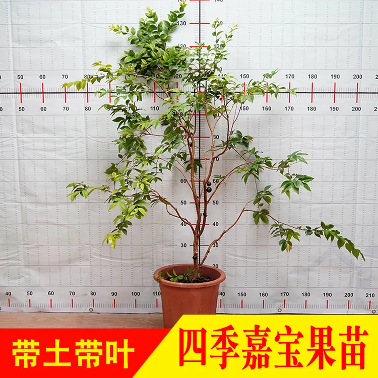四季早生红妃嘉宝果树葡萄苗可地栽盆栽庭院种植当年结果