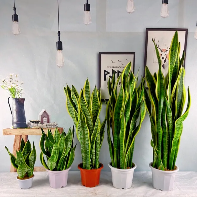 虎皮兰盆栽金边青皮兰植物室内真绿植大型客厅四季吸甲醛净化空气