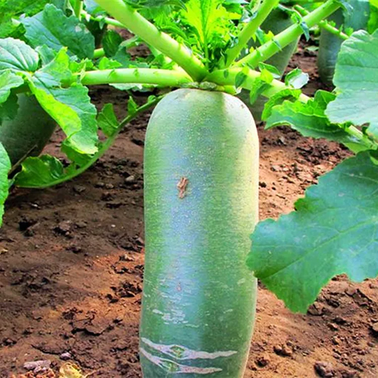 沙窝水果萝卜种子天津不生虫茼蒿大战美国舒然木瓜瓜籽正宗种子