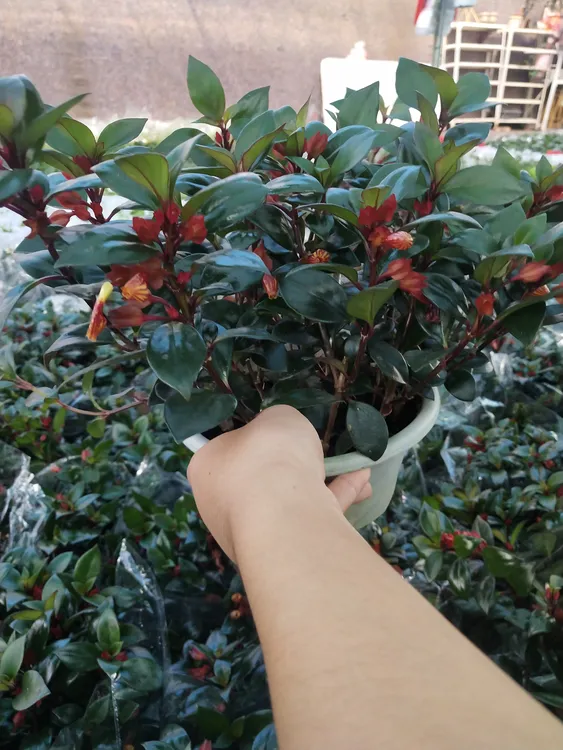 彩金鱼吊兰稀有红色四季常青室内绿植花卉吸甲醛