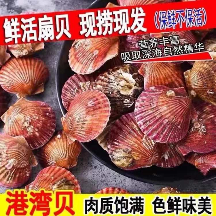 日照鲜活小红贝4斤（鲜活发.包鲜不包活）