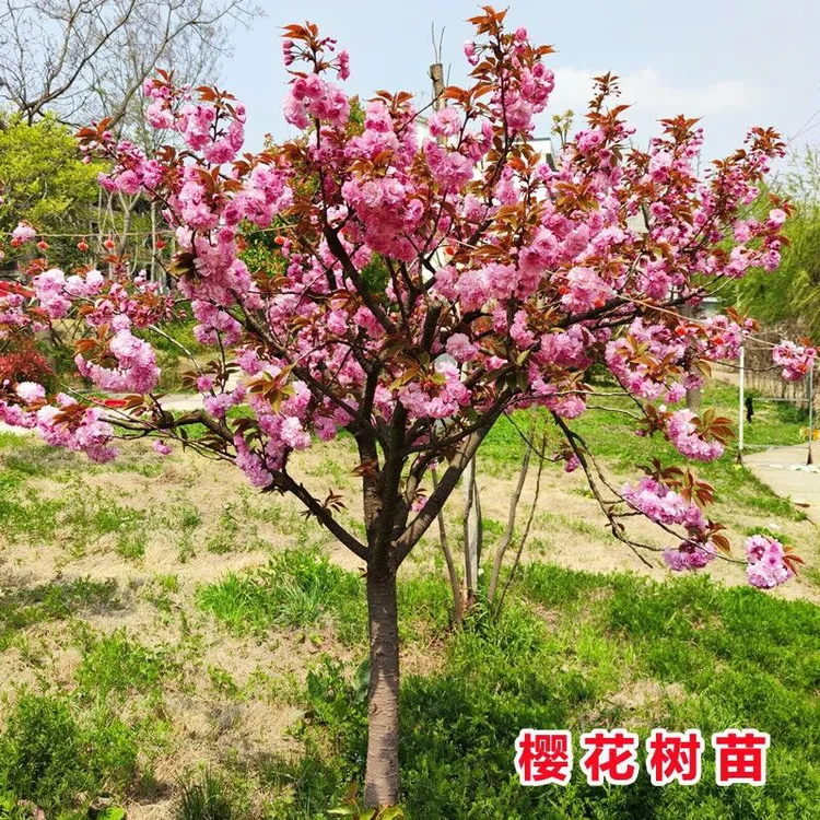 樱花树苗室外耐寒庭院风景树南方北方地栽盆栽绿化苗木日本樱花