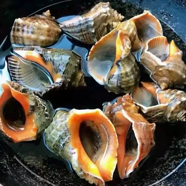 连云港发货当天海捕野生地笼海螺(两种大号海螺随意选)