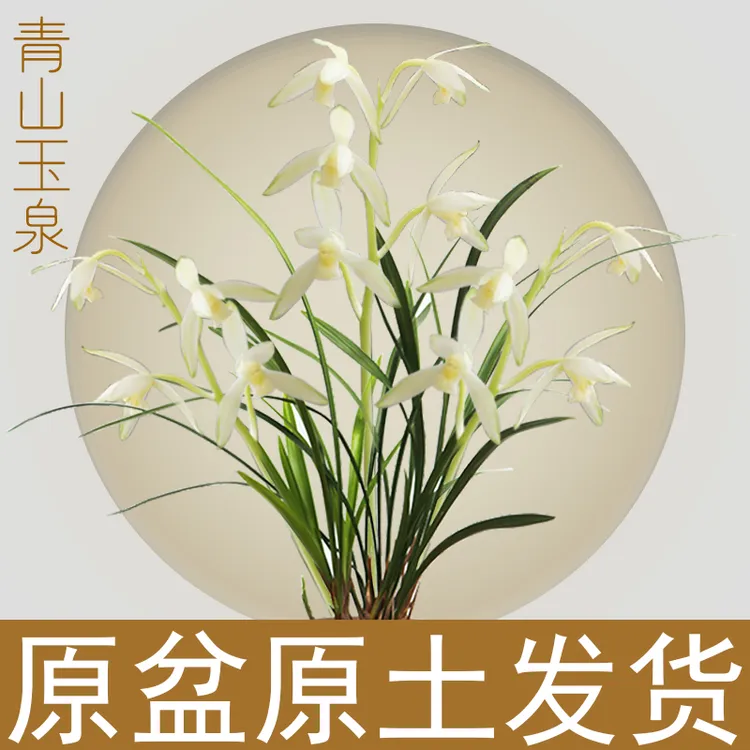 建兰 青山玉泉（7月—12月带花苞）浓香好养绿植花卉        