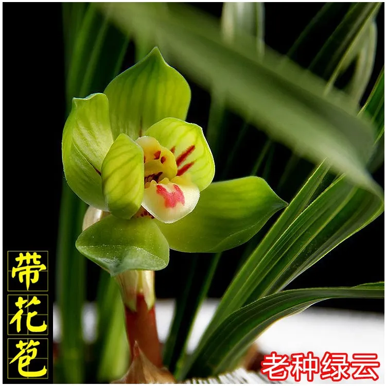 绿云兰花春兰皇后矮种正品 老种浓香经典名品艺草叶细叶盆栽奇花