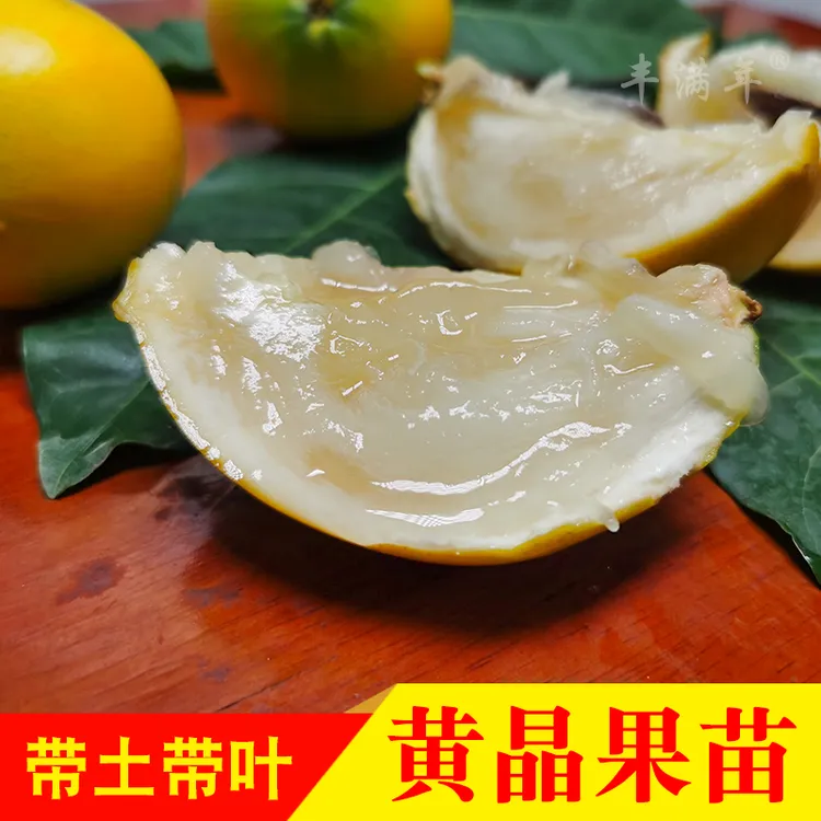 黄晶果苗四季黄金果树苗 盆栽地栽雅亚美果南方种植加蜜蛋黄果