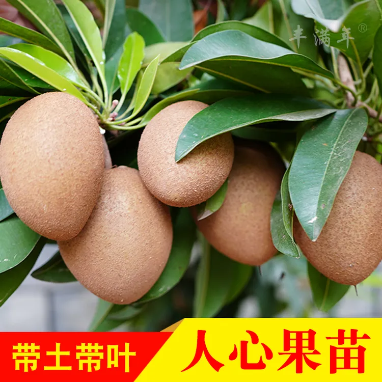 四季软枝人心果树苗庭院盆栽广西仁心果人参果吴凤柿带果树苗地栽