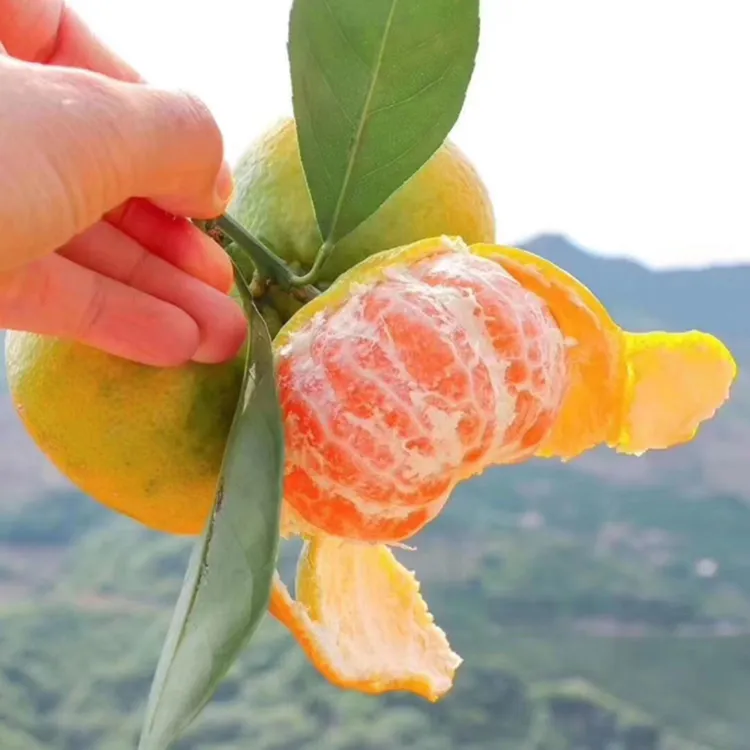 临海涌泉正宗高山蜜桔新鲜早熟桔子10斤装，5斤装精品