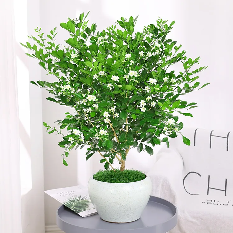 九里香盆栽浓香型花卉绿植室内种植庭院开花驱蚊植物四季常青老桩