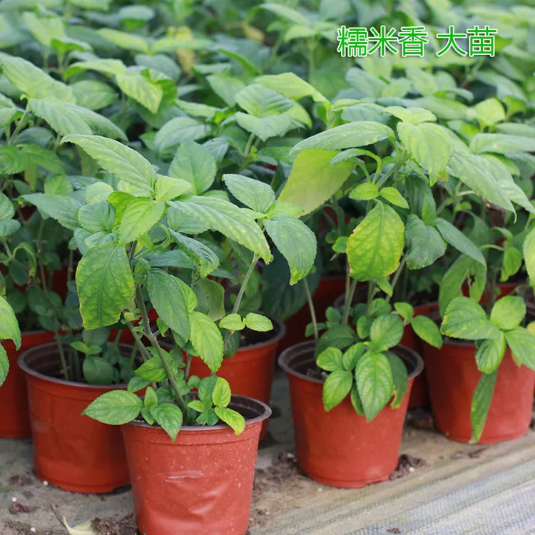 云南糯米香茶树苗食用香草绿植盆栽浓香型糯米香茶苗叶子泡茶植物
