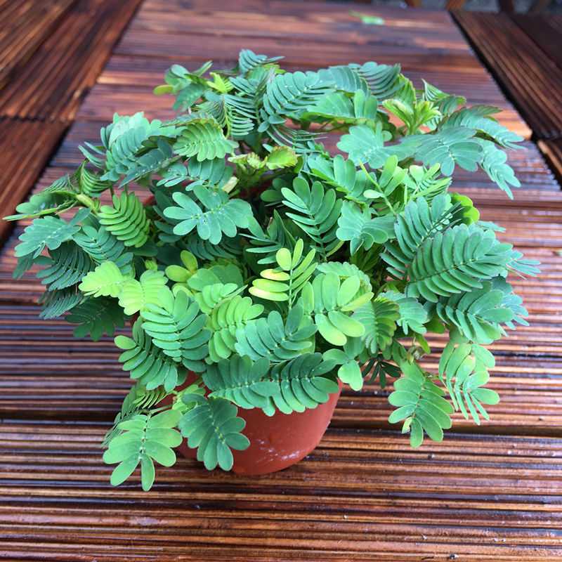 彩虹含羞草盆栽趣味植物阳台室内教室小绿植好养活五彩花卉害羞草