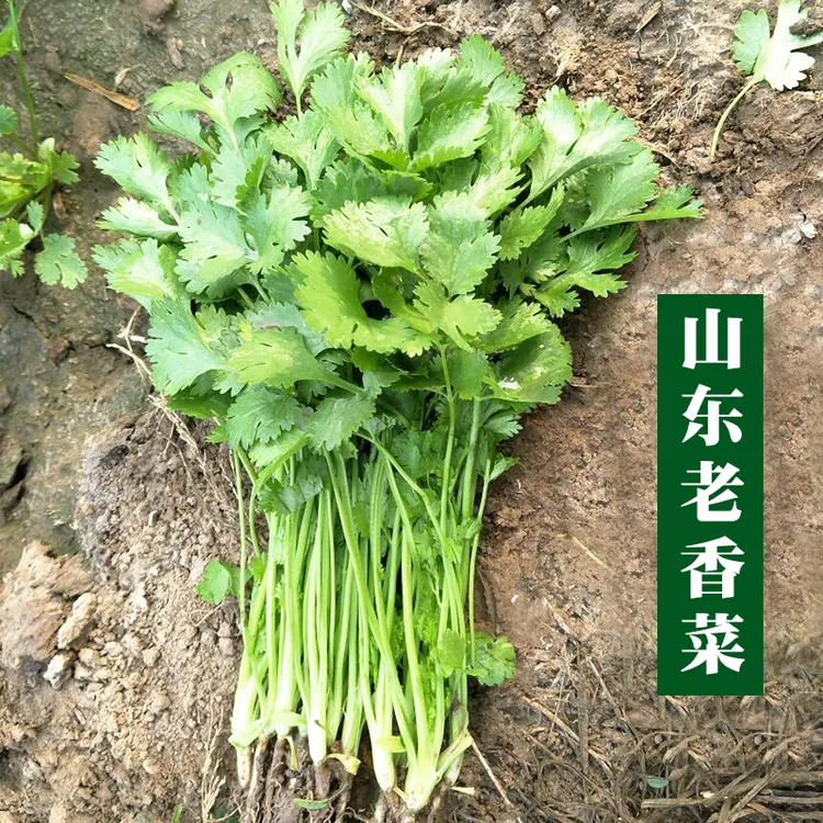 四季播种简单优质高品质三天速生农家香菜蔬菜种子