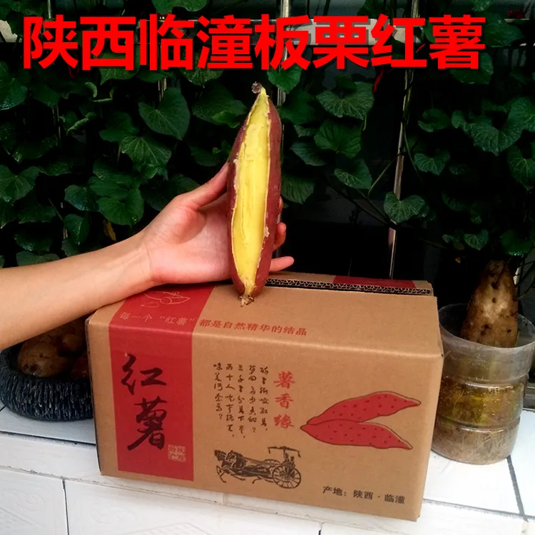  陕西临潼板栗红薯 新鲜现挖 干面粉香甜烤地瓜  5斤/9斤大艺