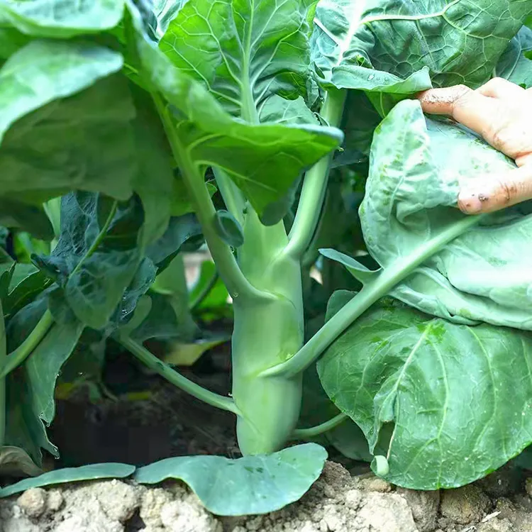 甜脆鸡腿芥蓝种子苗粗条芥兰种籽农家蔬菜孑简单夏季种植生长北方