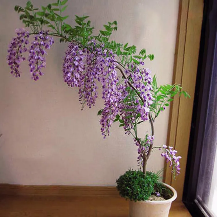 紫藤花树苗爬藤植物多花庭院楼顶公园围墙绿植花卉长穗藤本植物