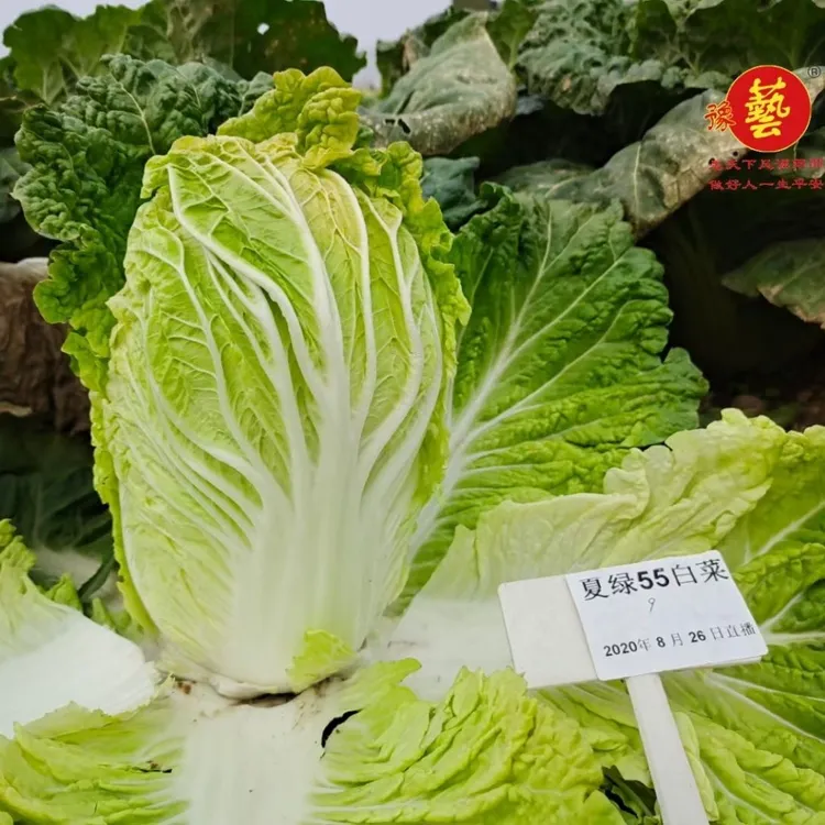 豫艺夏绿55白菜种子 耐热抗病白菜种子