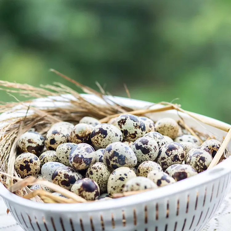 【40颗送10颗】鲜鹌鹑蛋农场农家鲜蛋宝宝辅食食用优质早餐