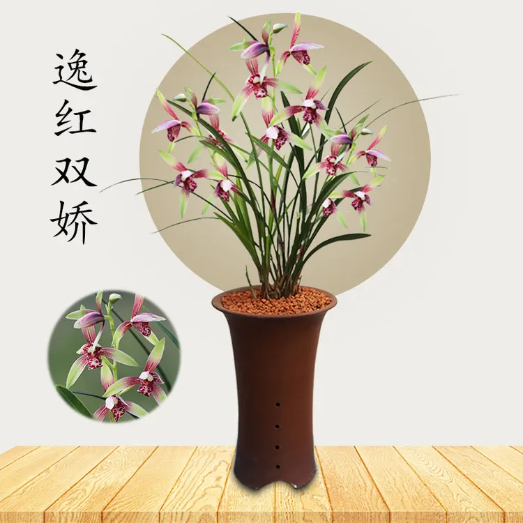 建兰 逸红双娇（7月—12月带花苞）室内绿植花卉