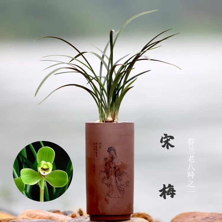 兰花苗春兰宋梅春兰老八种之一四大天王之首浓香型花卉冬季趣味