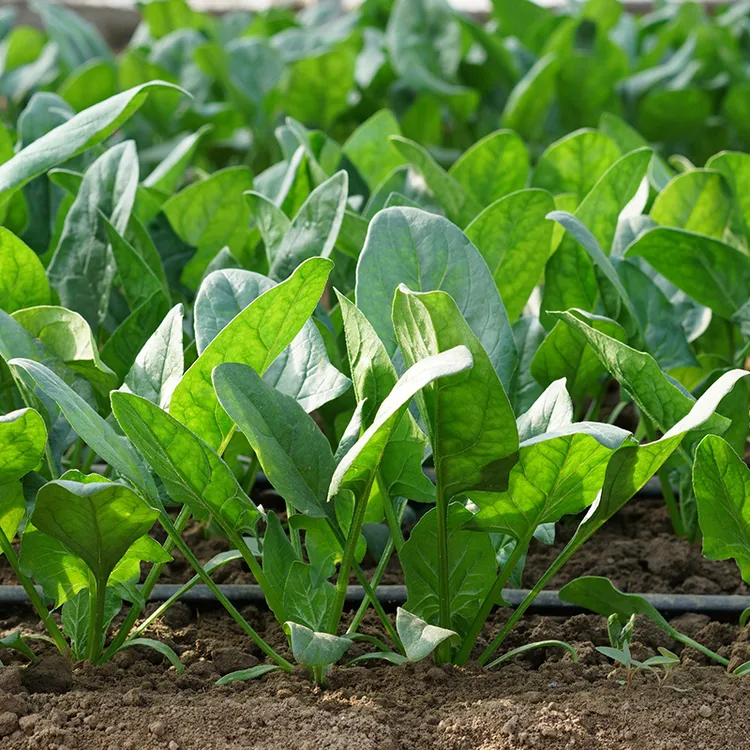 掌中宝肉菠菜种子秋冬菠菜种高产蔬菜孑