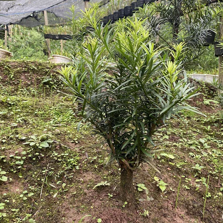罗汉松地苗大叶(裸根不带土球发货)现挖现发