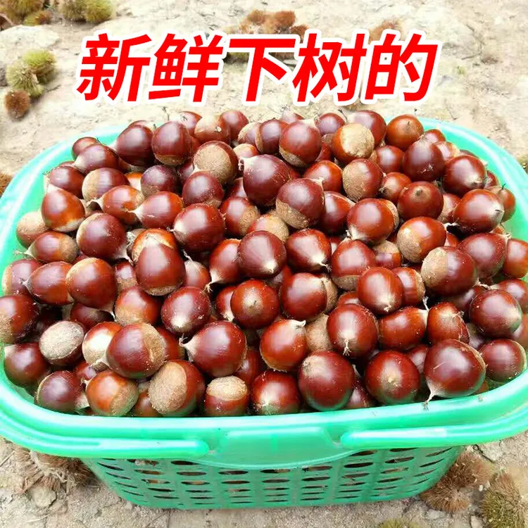 新鲜生板栗高山锥栗正宗建瓯锥栗开口器油栗毛栗1斤2斤3斤5斤栗子