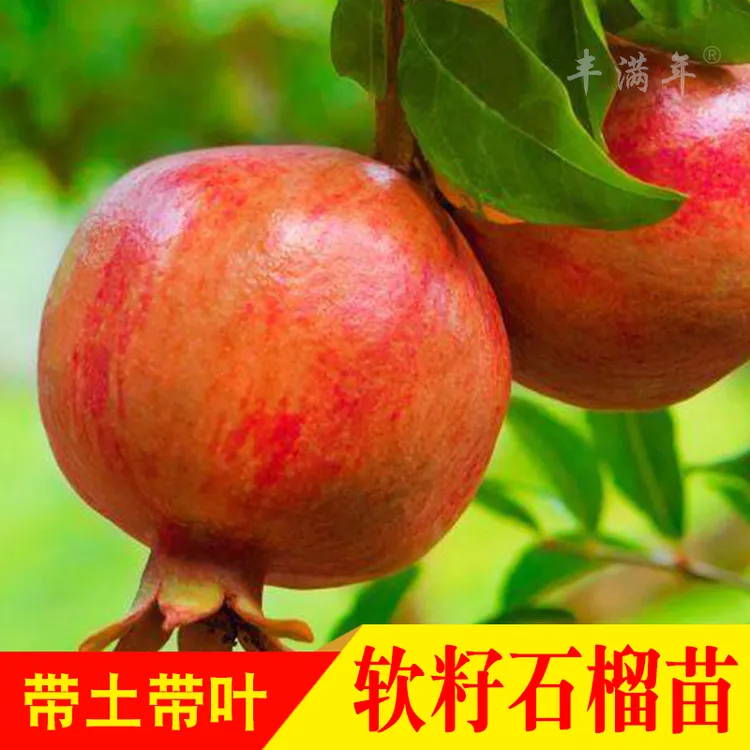 大果软籽石榴苗水果石榴树苗红石榴苗南北方庭院盆栽地栽果树苗