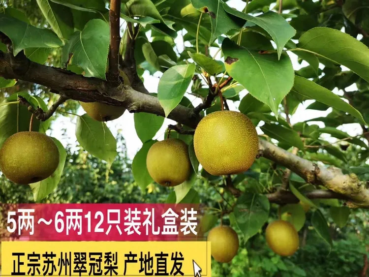 现摘现发苏州翠冠梨8斤12个礼盒装