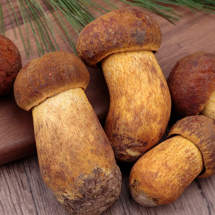 【黄牛肝】云南新鲜黄牛肝菌500g 黄赖头鲜菌菇煲汤应季推荐