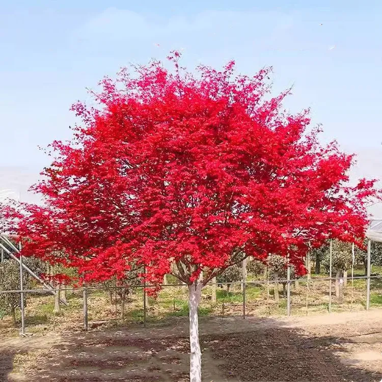 红枫树苗四季红庭院美国红枫日本红舞姬盆栽耐寒植物黄金枫绿化苗