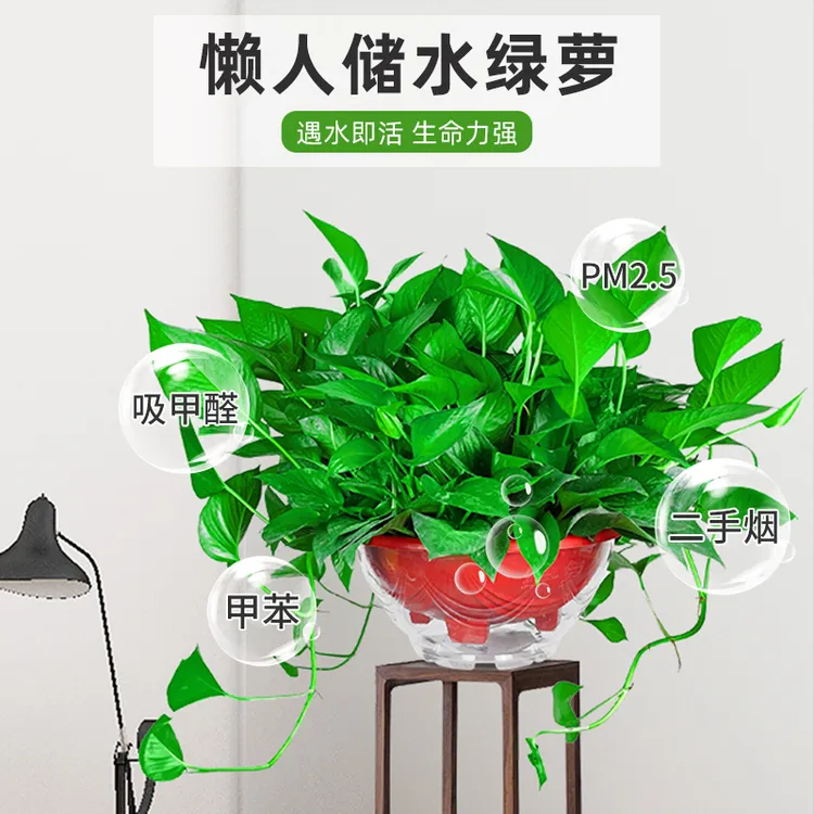 大盆360绿萝吸甲醛净化空气适合摆放在电视机两边是绿植基地直销