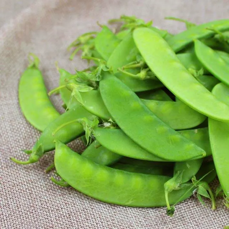 大荚荷兰豆种子甜豌豆种籽四季豆种芸豆扁豆四季蔬菜抗病包邮