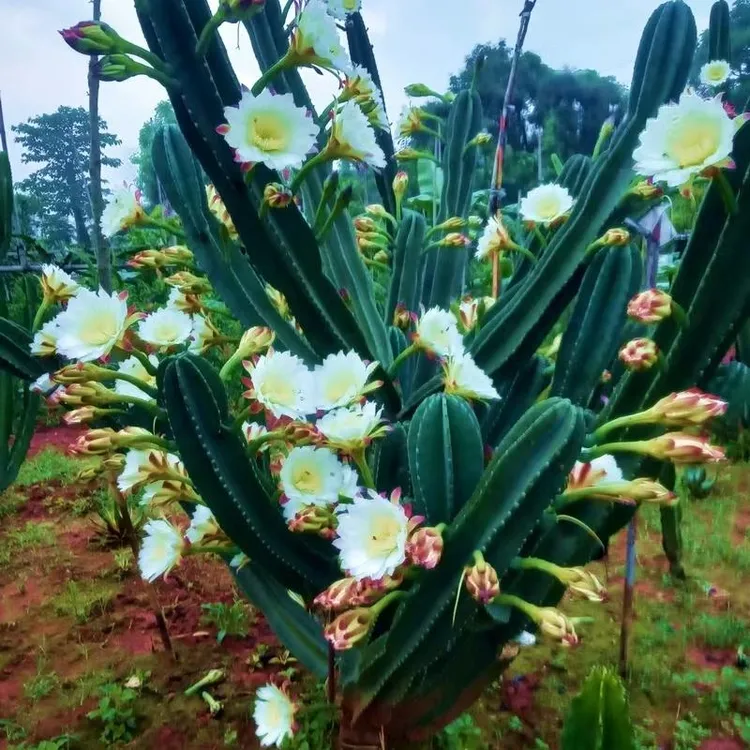 仙人柱量天尺包邮夏季仙人掌栽培