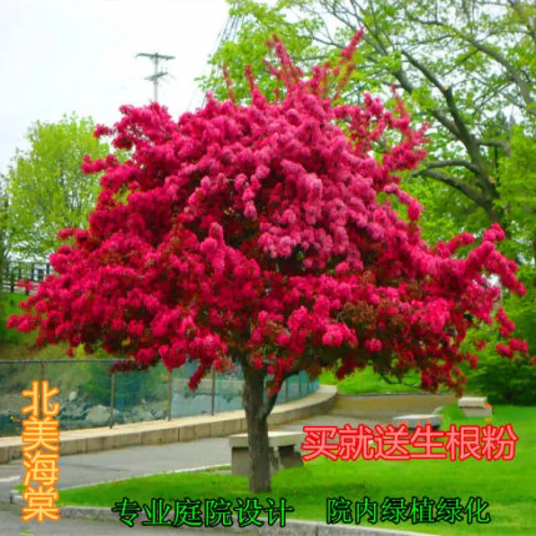 海棠树苗海棠花垂丝海棠西府海棠盆栽庭院开花植物北美海棠树苗