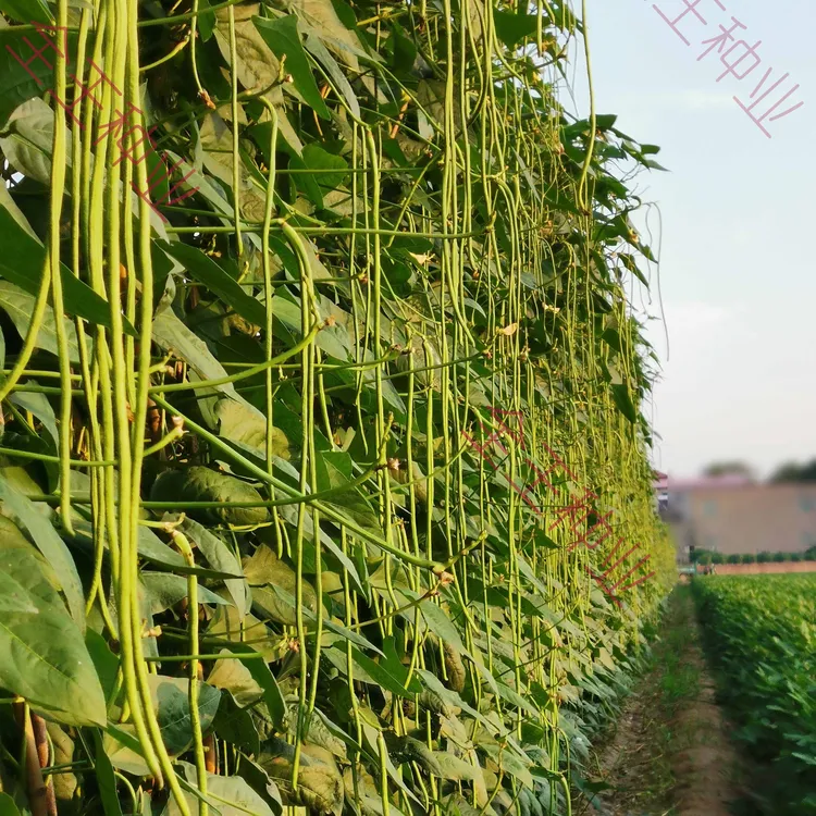 全王时光高产夏季翠绿条种植大面积顺直豆角种400克播种