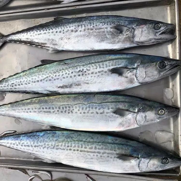 大鲅鱼马鲛鱼 山东日照 2025开海季本地海捕大鲅鱼   4-12斤/条