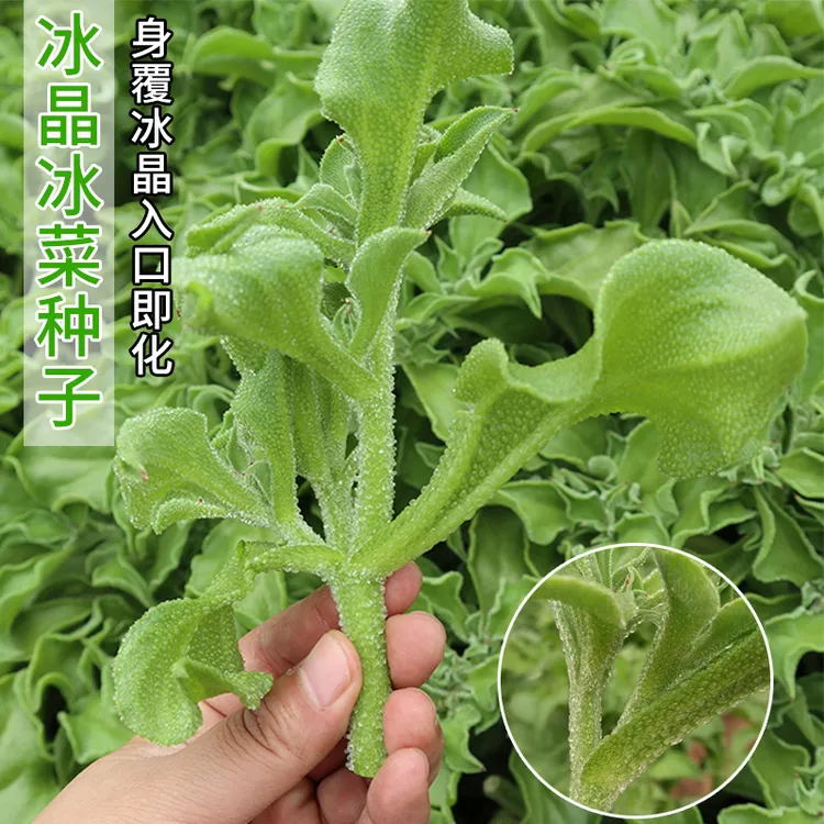 冰菜种子秋盆栽蔬菜种籽种冰草苗四季秋冬季菜种籽大全野菜种孑