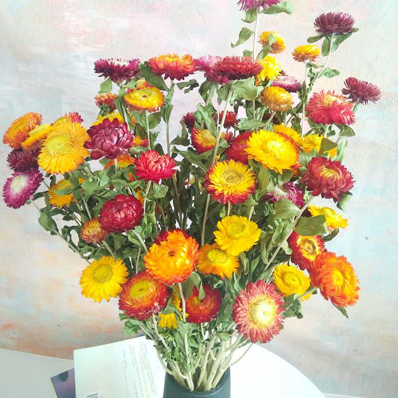天然蜡菊干花麦秆菊小雏菊真花七彩菊菠萝菊花束家居摆设装饰插花
