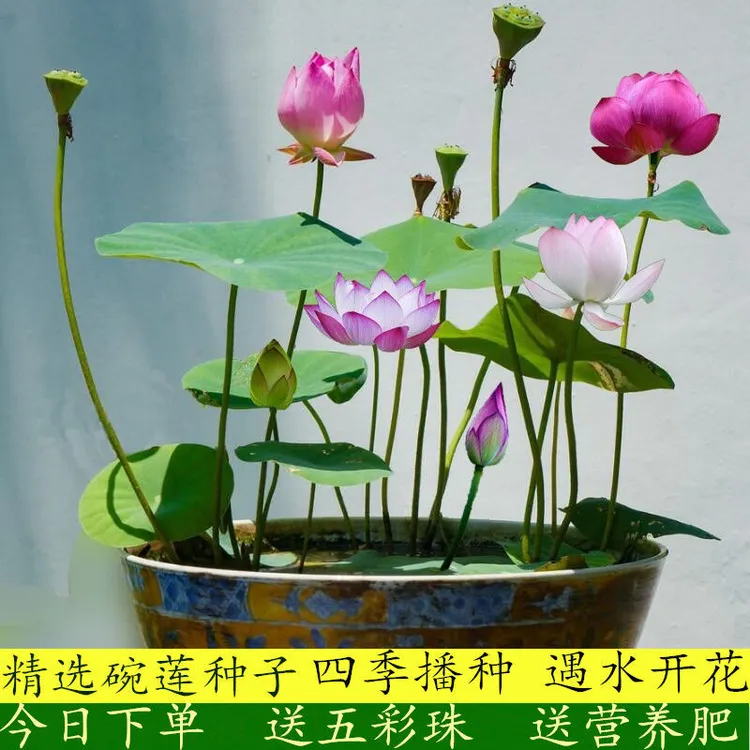 四季播种碗莲种子已开口水培植物睡莲荷花种子室内盆栽绿植花卉